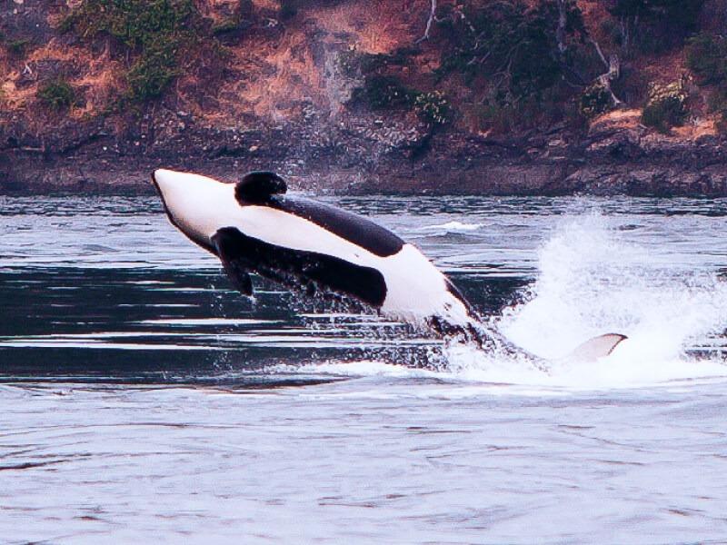 Sonhar com Orcas Pequenas