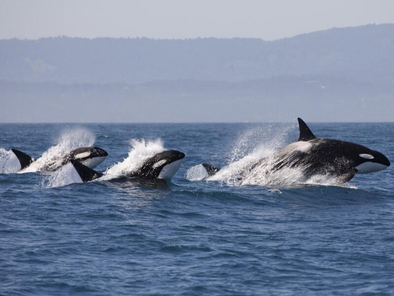Sonhar com Orcas