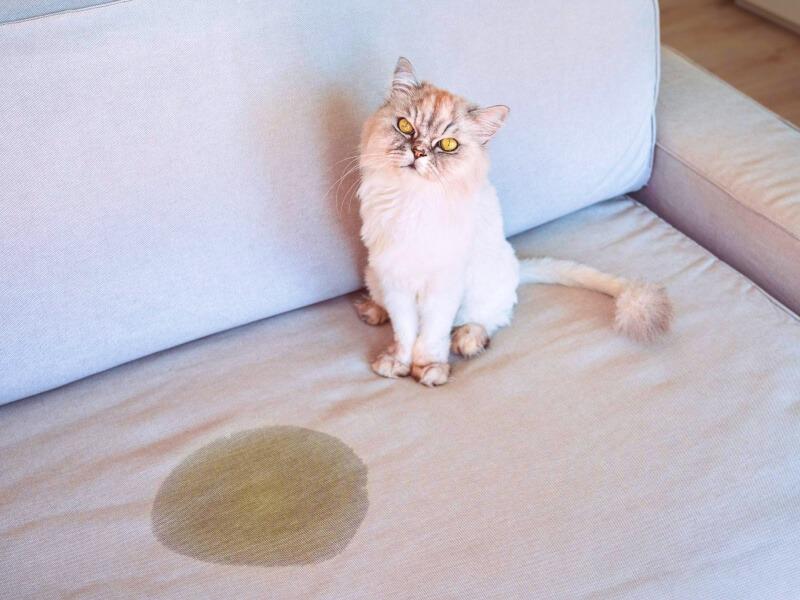 Sonhar com Urina de Gato