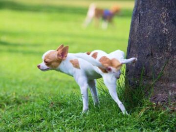 Thumbnail Sonhar com Urina de Cachorro