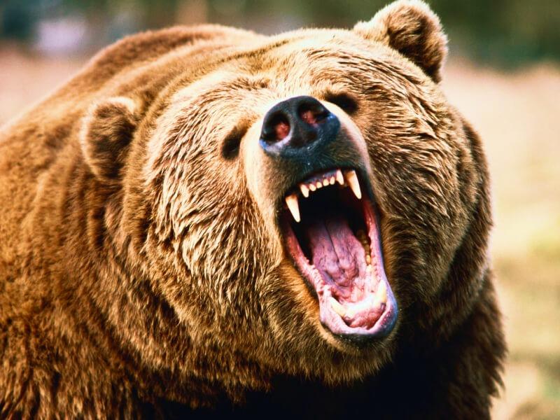 Sonhar com Urso Atacando