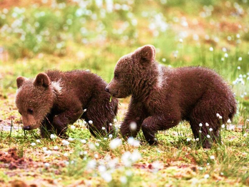 Sonhar com Bebê Urso