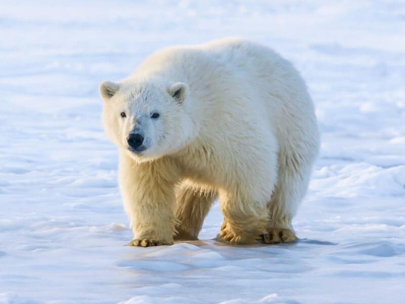 Sonhar com Urso Branco