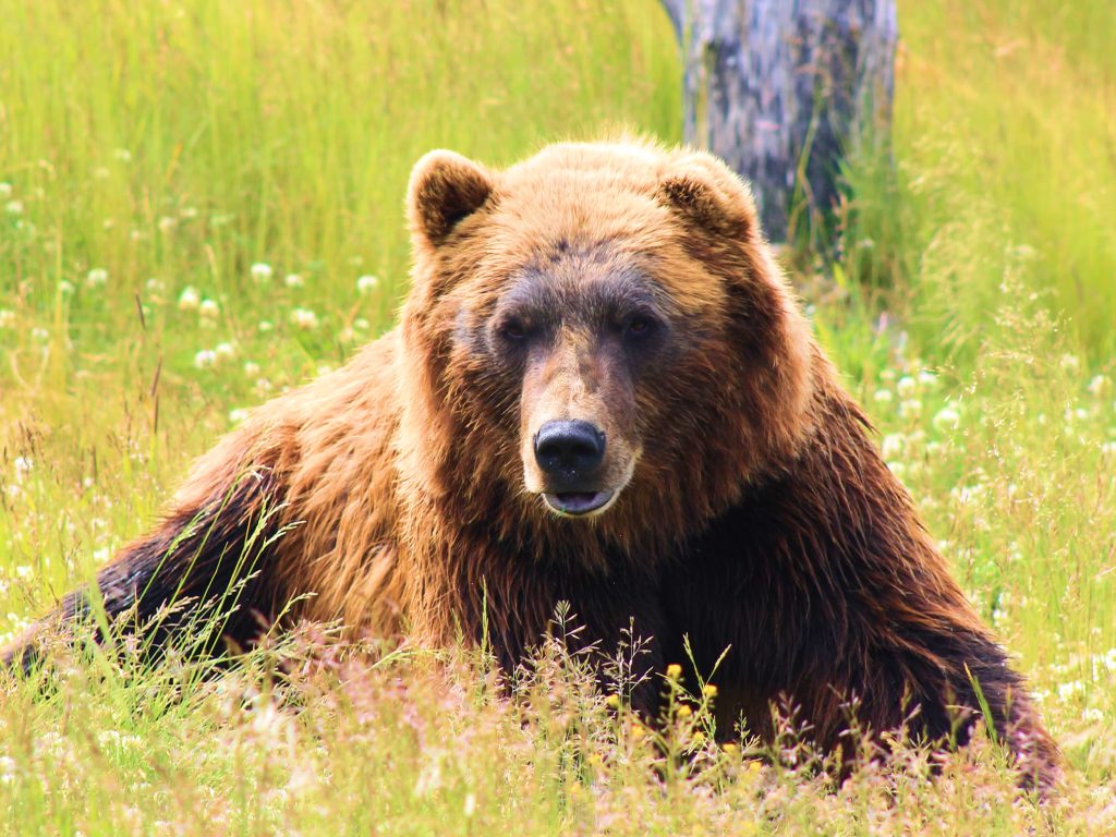 Sonhar com Urso