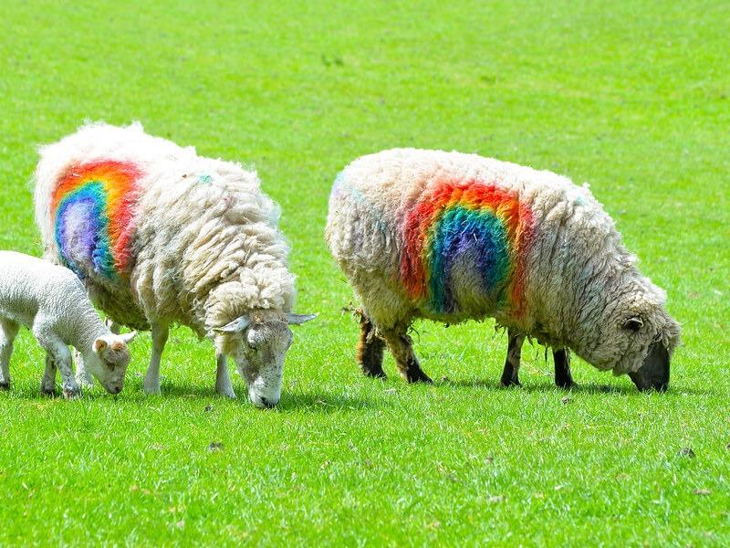 Sonhar com Ovelhas Coloridas