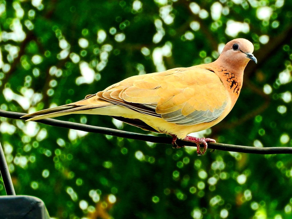 Sonhar com Pombas Amarelas