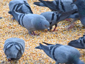 Sonhar com Comendo Pombos