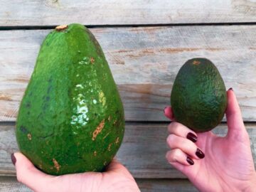 Sonhar com Abacates Gigantes