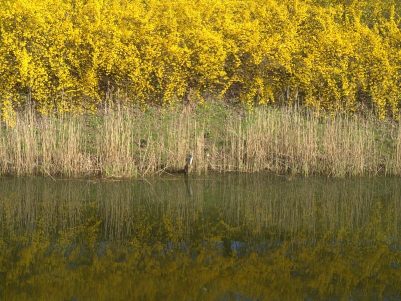 Sonhar com Pântano Amarelo