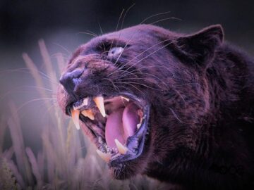Sonhar com Pantera Agressiva