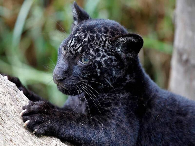 Sonhar com Pantera Bebê
