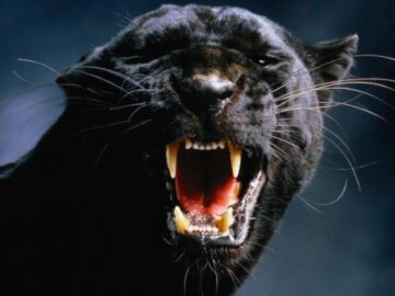 Sonhar com Pantera Comendo
