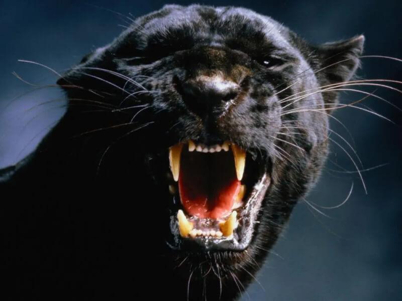 Sonhar com Pantera Comendo