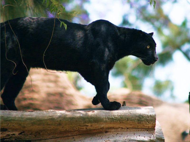 Sonhar com Pantera Gigante