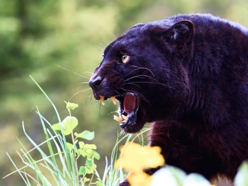 Sonhar com Pantera Grande