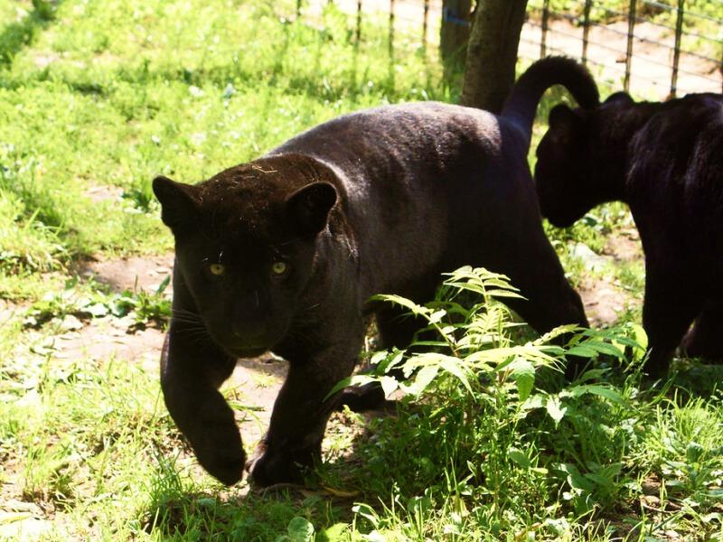 Sonhar com Pantera Pequena
