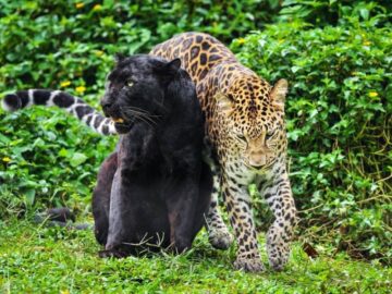 Thumbnail Sonhar com Pantera e Leopardos