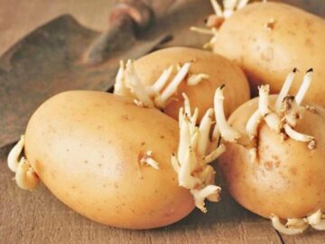 Thumbnail Sonhar com Batatas Brotando