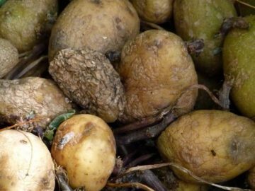 Thumbnail Sonhar com Batatas Estragadas