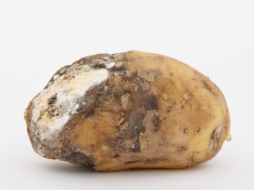 Sonhar com Batatas Podres