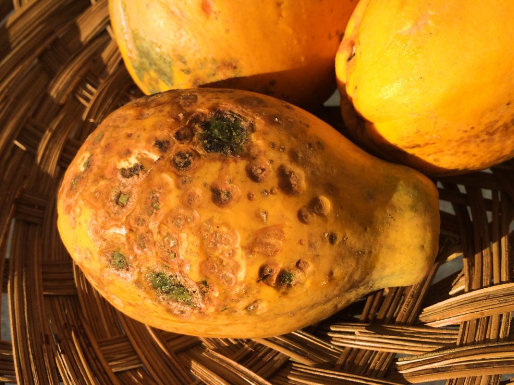 Sonhar com Mamões Podres