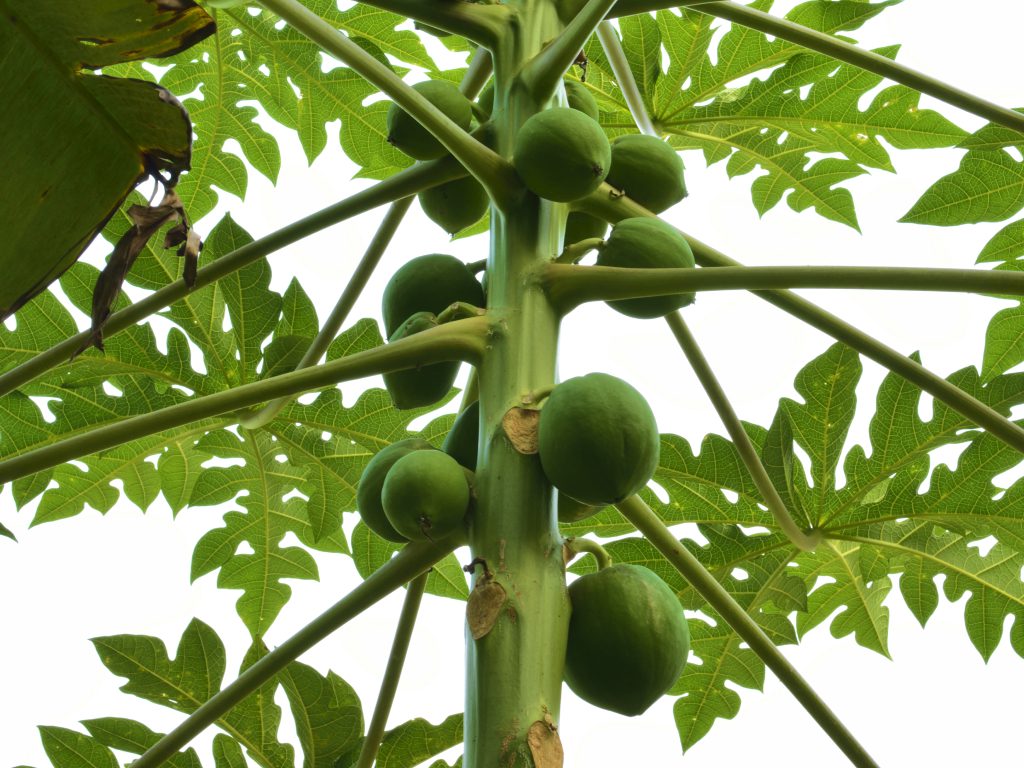 Sonhar com Mamões Verdes