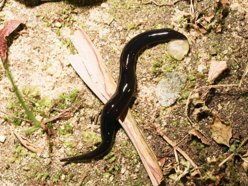 Sonhar com Parasitas Negros