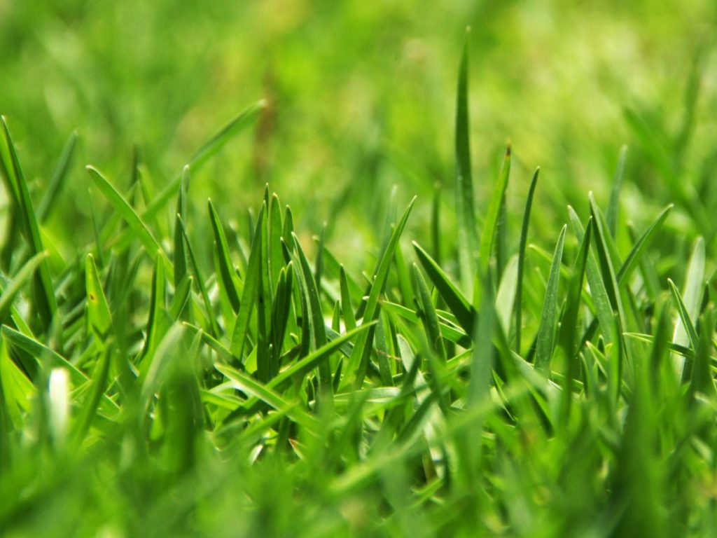 Sonhar com Grama Verde e Comprida