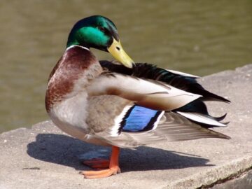 Sonhar com Patos