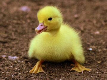 Thumbnail Sonhar com Patos Amarelos