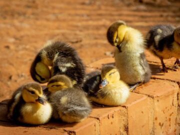 Thumbnail Sonhar com Patos Bebês