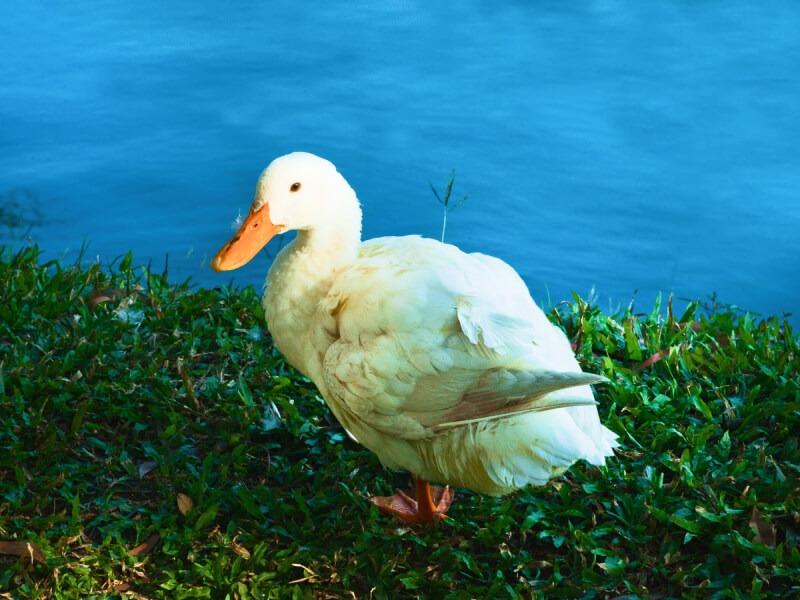 Sonhar com Patos Brancos