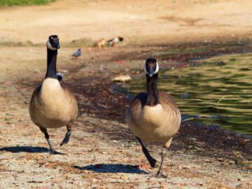 Thumbnail Sonhar com Patos Correndo