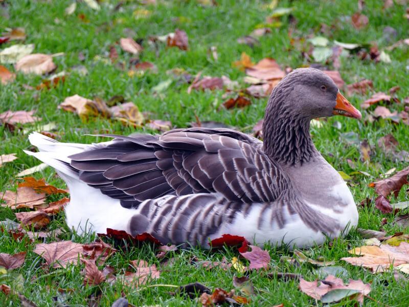 Sonhar com Patos Finos