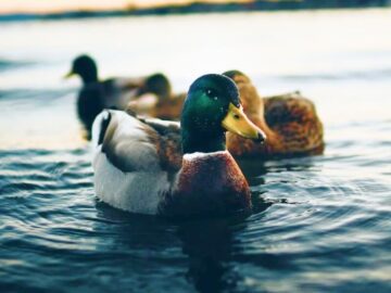 Thumbnail Sonhar com Patos Brincando