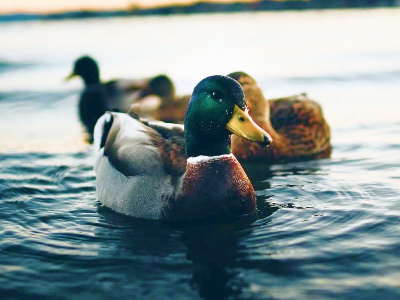 Sonhar com Patos Brincando