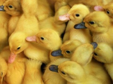 Thumbnail Sonhar com Pequenos Patos