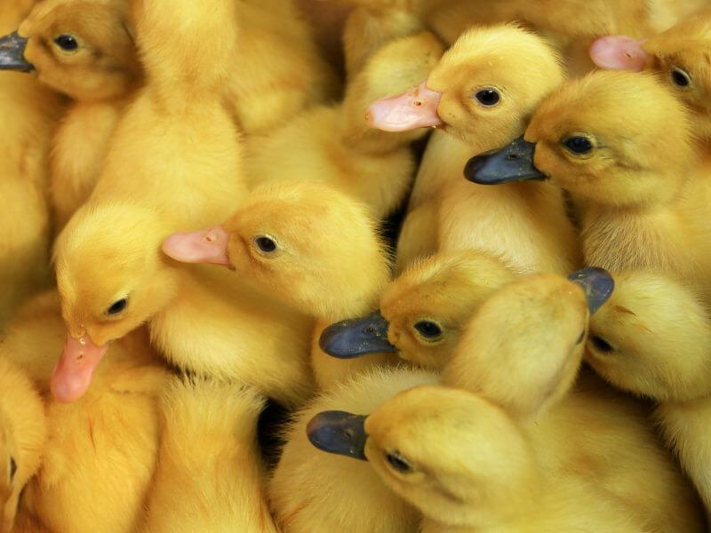 Sonhar com Pequenos Patos
