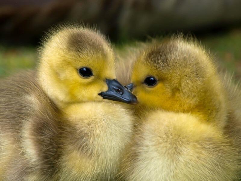 Sonhar com Patos Mansos