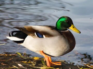 Thumbnail Sonhar com Patos Verdes