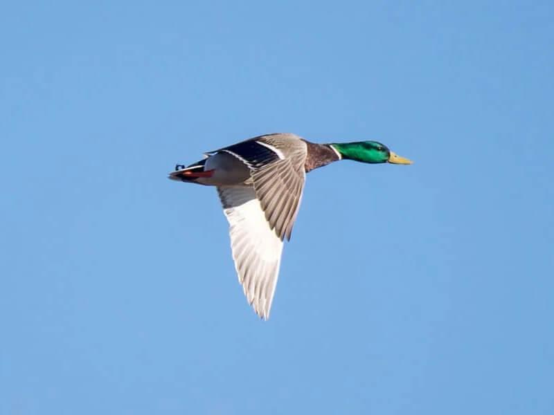 Sonhar com Patos Voadores