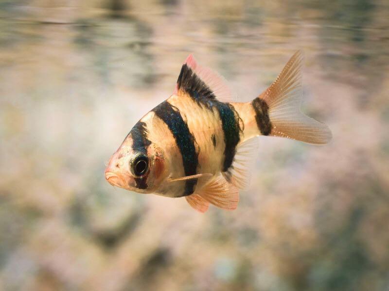 Sonhar com Peixe Agonizante