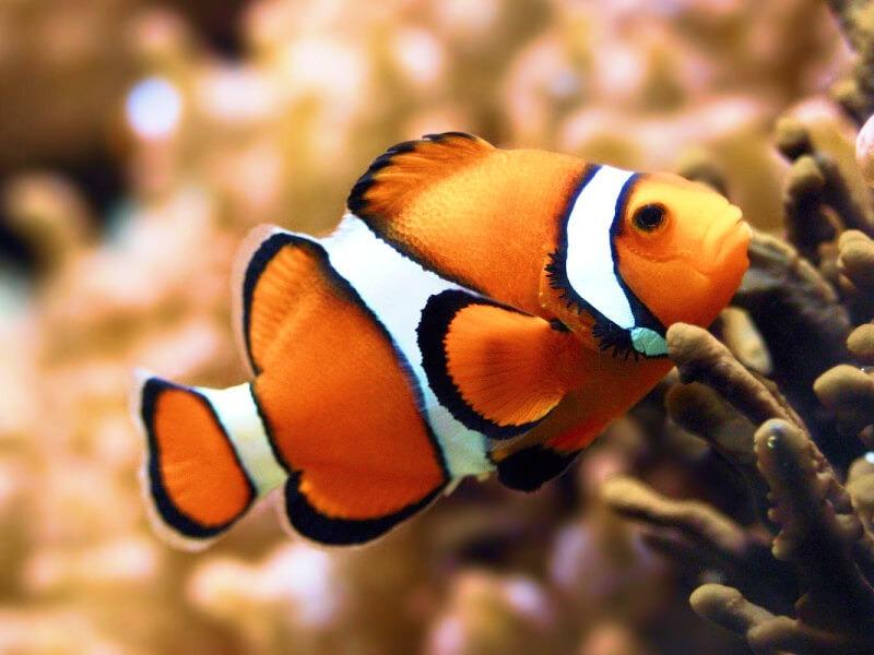 Sonhar com Peixe Laranja