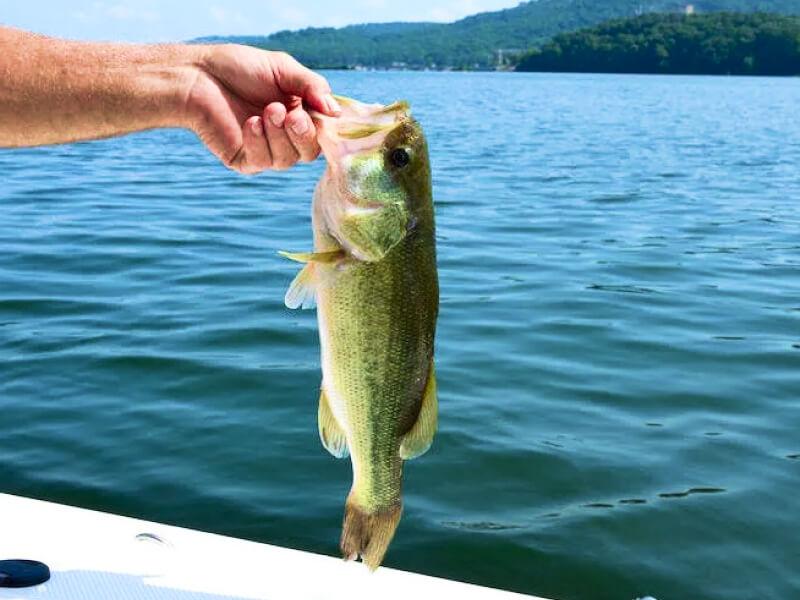 Sonhar com Peixe Preso
