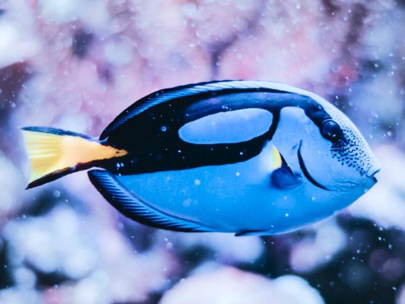 Sonhar com Peixe Azul