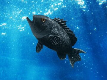 Thumbnail Sonhar com Peixe Preto