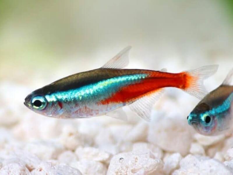Sonhar com Peixe Pequeno