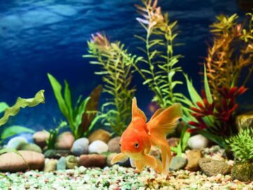 Sonhar com Peixe Vivo