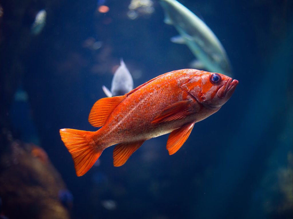 Sonhar com Peixe
