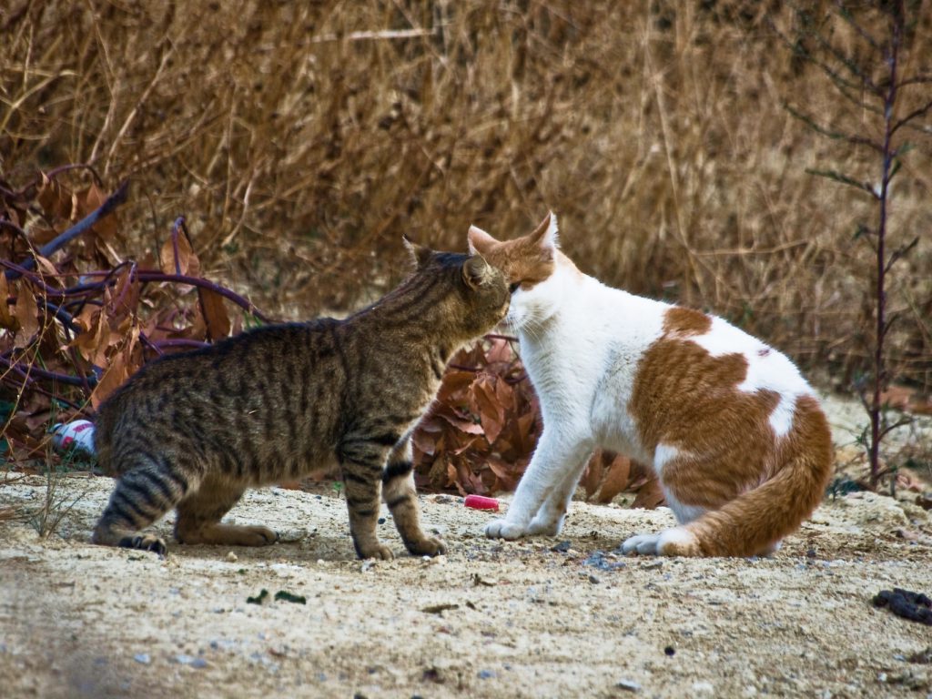 Sonhar com Briga de Gato